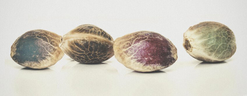 זרעי קנאביס אוטומטיים, תמונה מתוך אתר Royal Queen Seeds