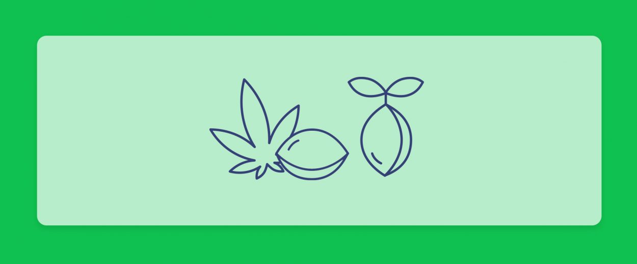 זרעי קנאביס - מדריך למתחילים