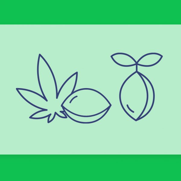 זרעי קנאביס - מדריך למתחילים