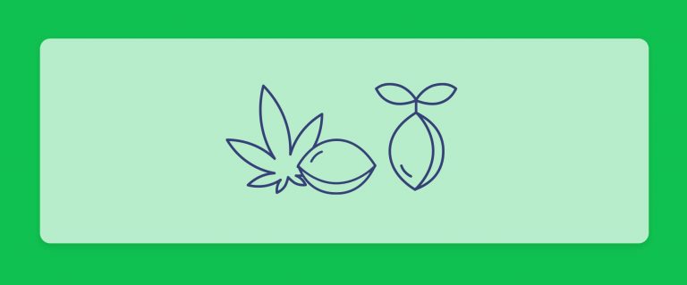 זרעי קנאביס - מדריך למתחילים