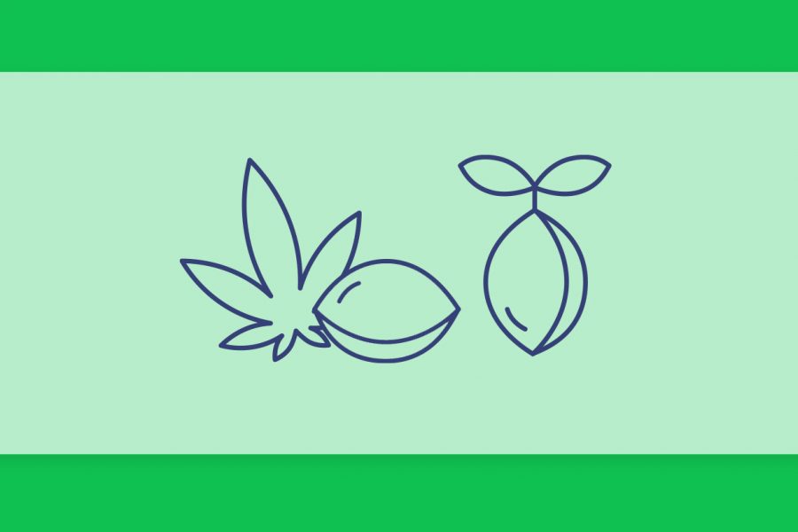 זרעי קנאביס - מדריך למתחילים