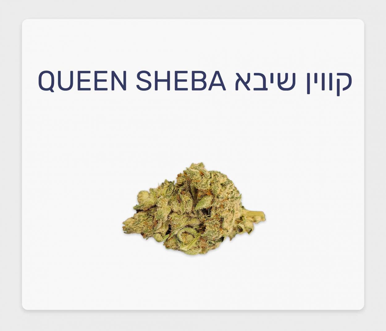 סקירת זן קנאביס רפואי קווין שיבא – תפרחת T20/C4 אינדיקה