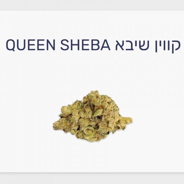 סקירת זן קנאביס רפואי קווין שיבא – תפרחת T20/C4 אינדיקה