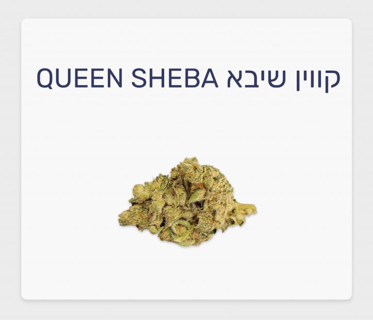 סקירת זן קנאביס רפואי קווין שיבא – תפרחת T20/C4 אינדיקה