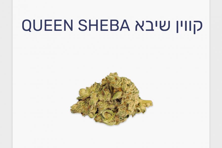 סקירת זן קנאביס רפואי קווין שיבא – תפרחת T20/C4 אינדיקה