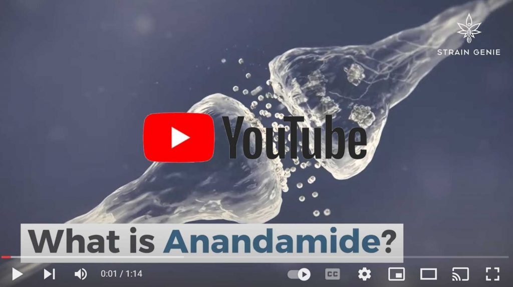 מה זה אנאנדמיד?