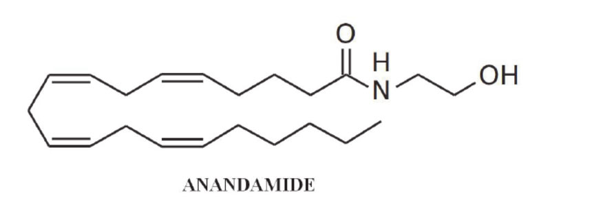 מולקולת אנאנדמיד