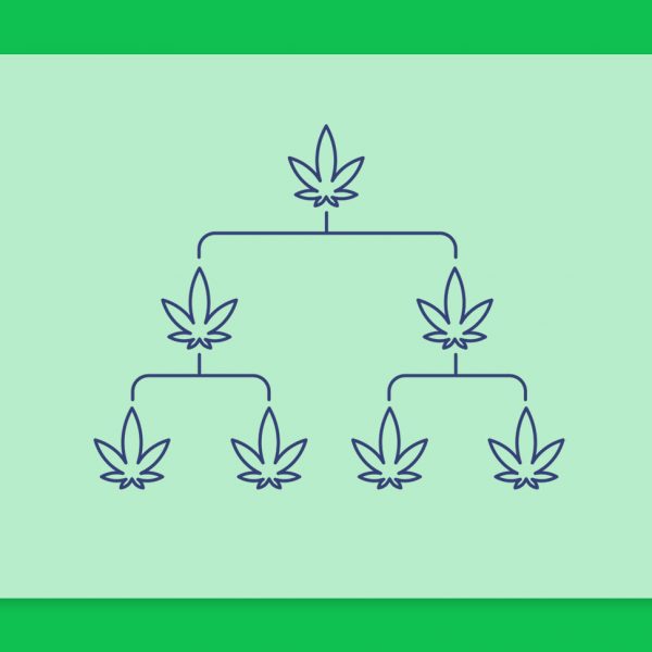 היסטוריית קנאביס: שושלת זן הקנאביס הרפואי בראוניזז