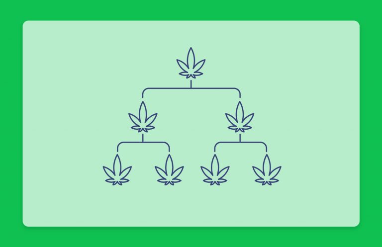 היסטוריית קנאביס: שושלת זן הקנאביס הרפואי בראוניזז