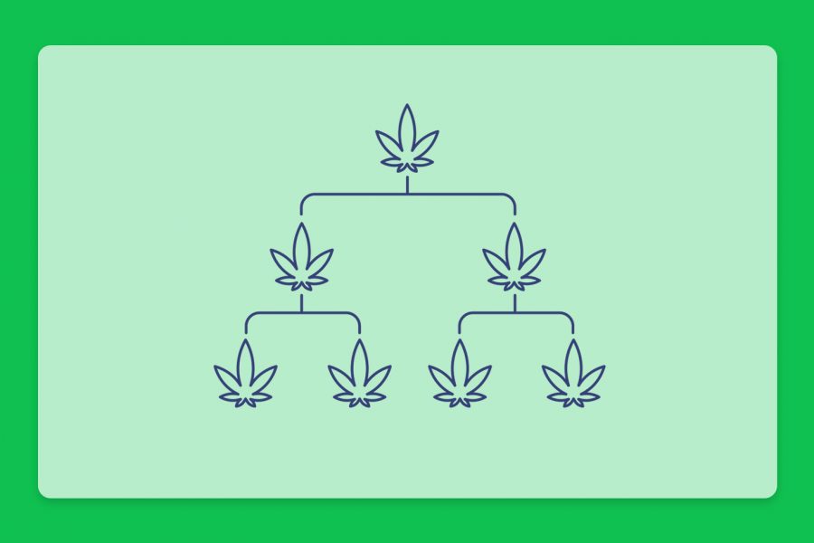 היסטוריית קנאביס: שושלת זן הקנאביס הרפואי בראוניזז