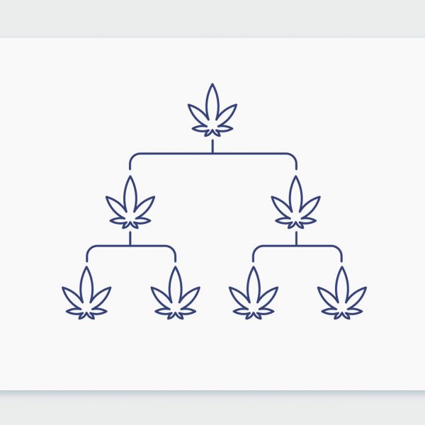 היסטוריית קנאביס: שושלת זן הקנאביס ספאייר או ג'י