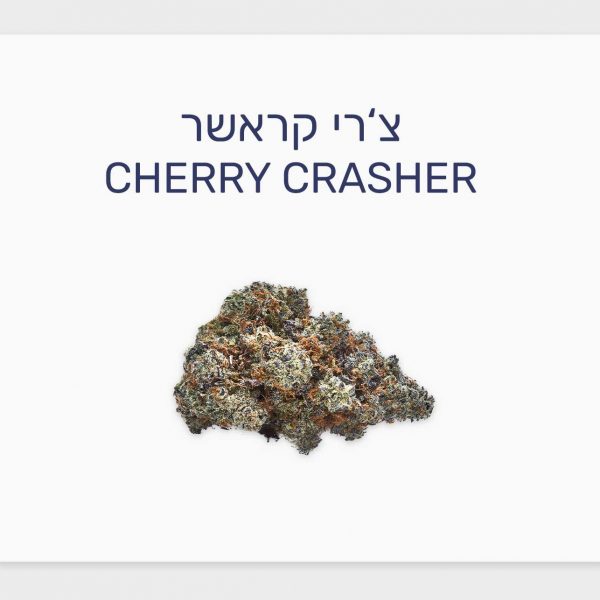 סקירת זן צ'רי קראשר – תפרחת קנאביס רפואי T20/C4 אינדיקה