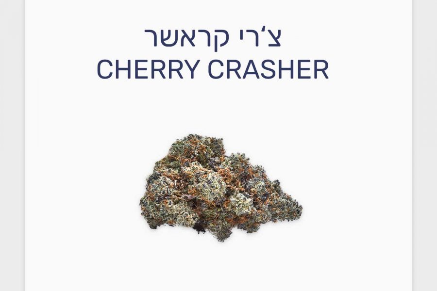 סקירת זן צ'רי קראשר – תפרחת קנאביס רפואי T20/C4 אינדיקה