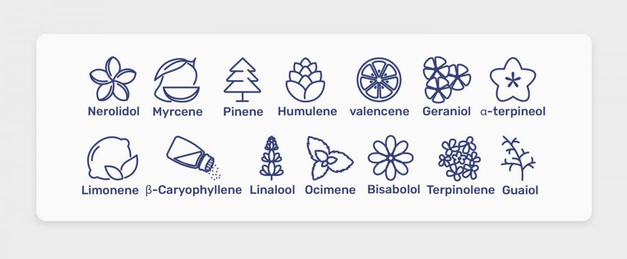 מה הם טרפנים בקנאביס? כל מה שצריך לדעת על המרכיב החשוב בצמח