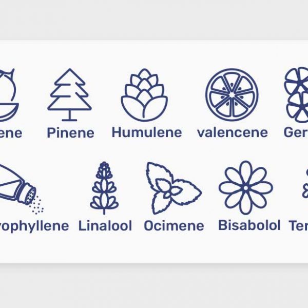 מה הם טרפנים בקנאביס? כל מה שצריך לדעת על המרכיב החשוב בצמח