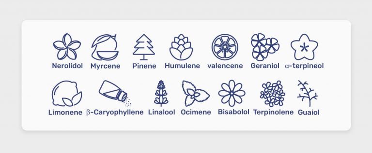 מה הם טרפנים בקנאביס? כל מה שצריך לדעת על המרכיב החשוב בצמח