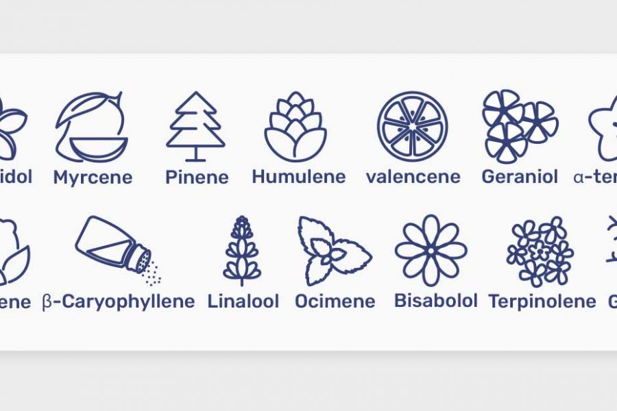 מה הם טרפנים בקנאביס? כל מה שצריך לדעת על המרכיב החשוב בצמח