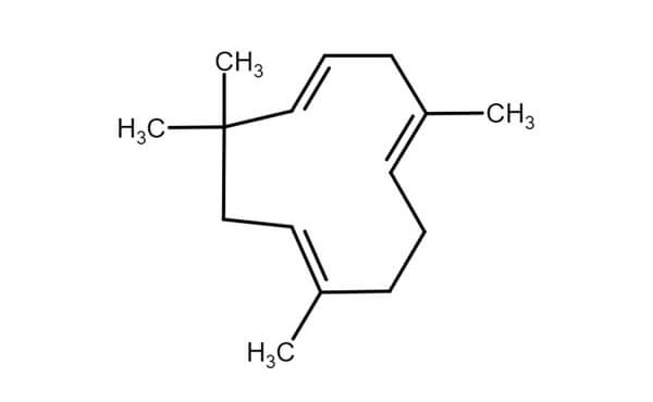 הומולן מולקולה