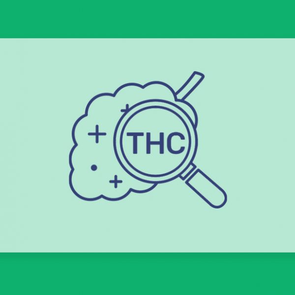 קנאביס עם אחוזי THC גבוהים, האם זה באמת מה שאנחנו צריכים לחפש?