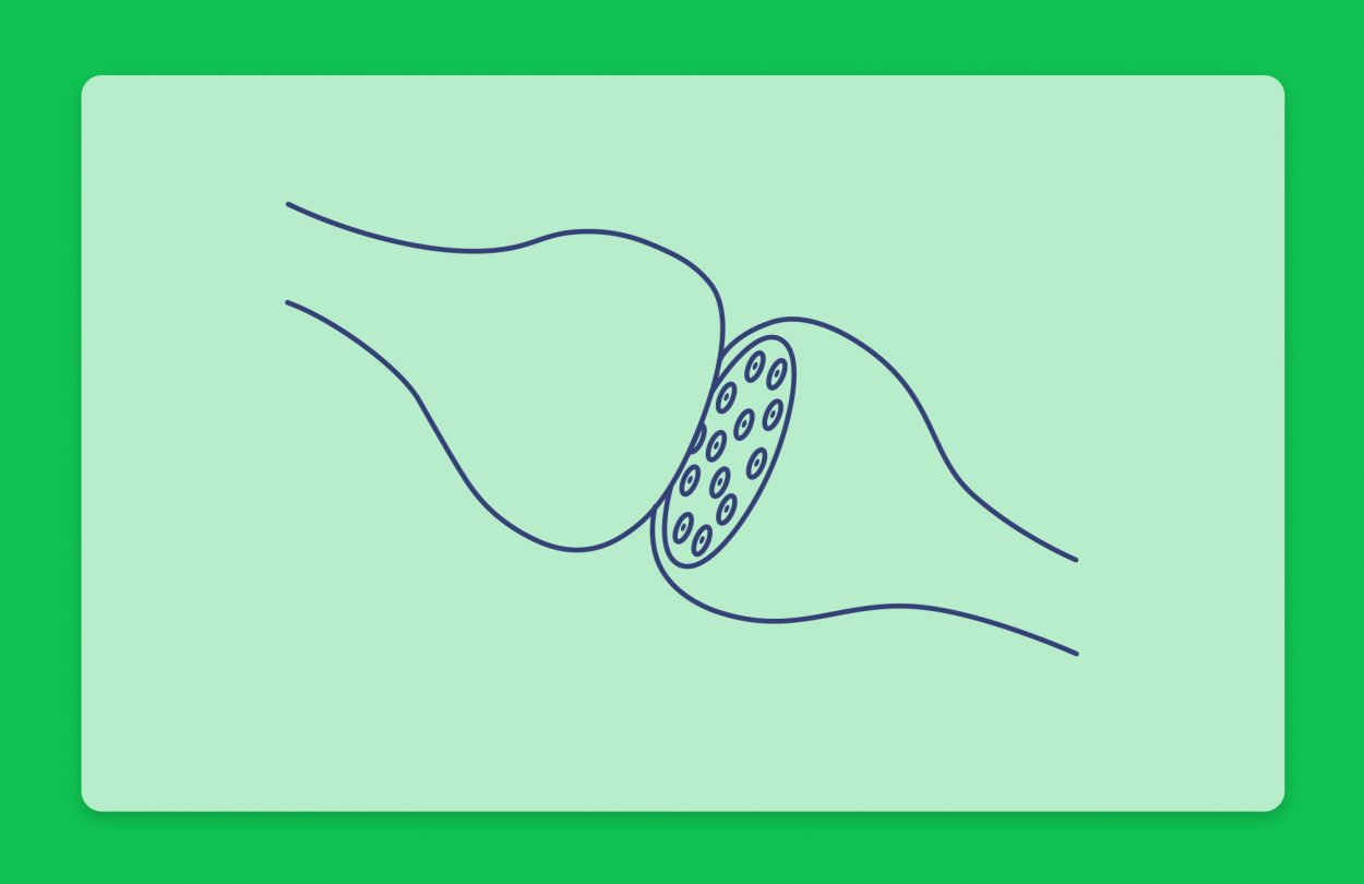 מדריך להבנת המערכת האנדוקנבינואידית בגופנו ופועלו של פרופ' רפאל משולם