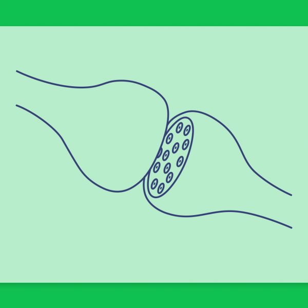 מדריך להבנת המערכת האנדוקנבינואידית בגופנו ופועלו של פרופ' רפאל משולם