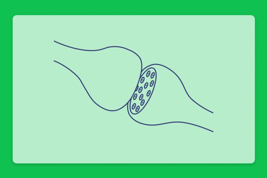 מדריך להבנת המערכת האנדוקנבינואידית בגופנו ופועלו של פרופ' רפאל משולם