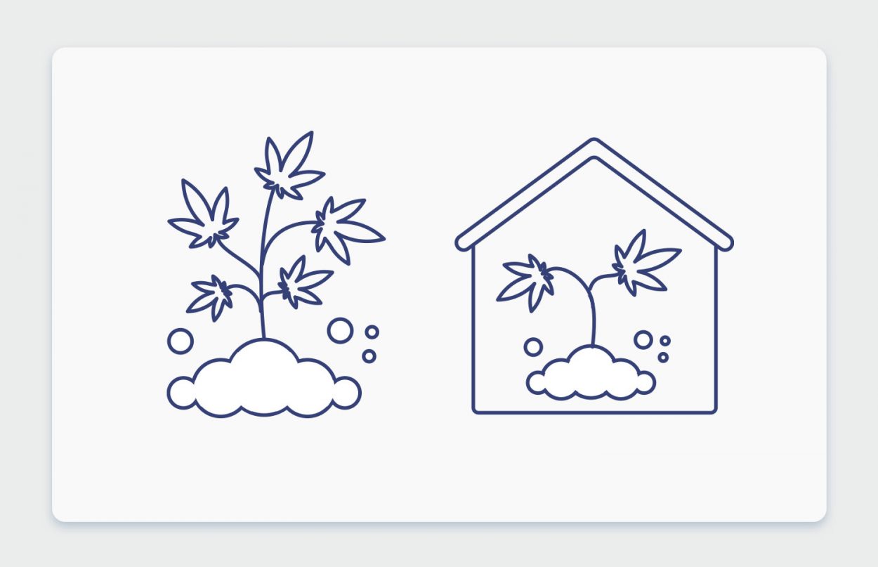 אינדור או אאוטדור? כל ההבדלים בין גידול פנים לגידול חוץ