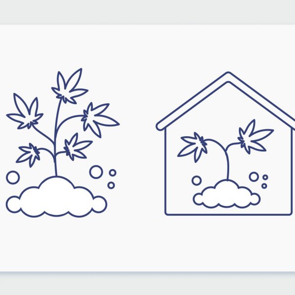 אינדור או אאוטדור? כל ההבדלים בין גידול פנים לגידול חוץ