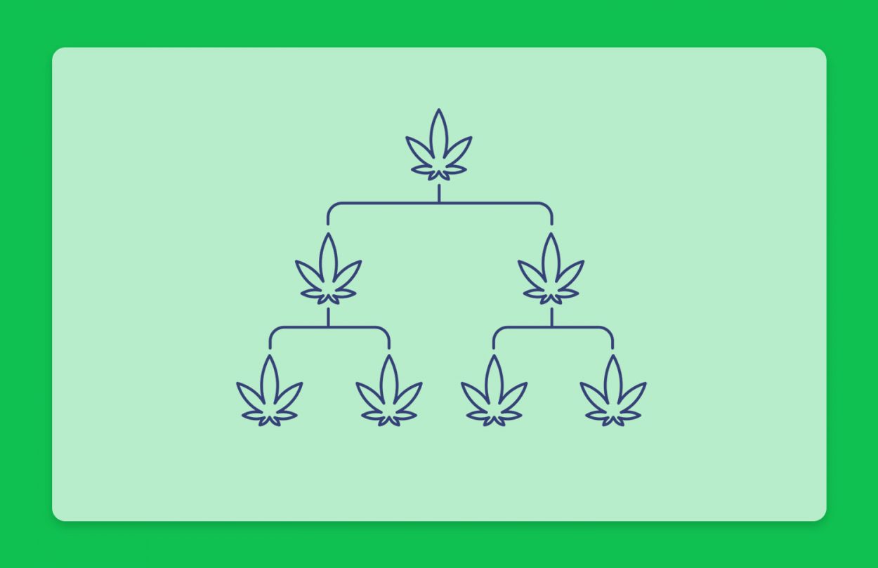 היסטוריית קנאביס: שושלת זן הקנאביס הרפואי מרמלדה