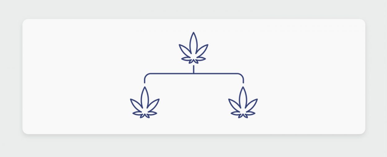 היסטוריית קנאביס: שושלת זן הקנאביס הרפואי צ'רי קראשר