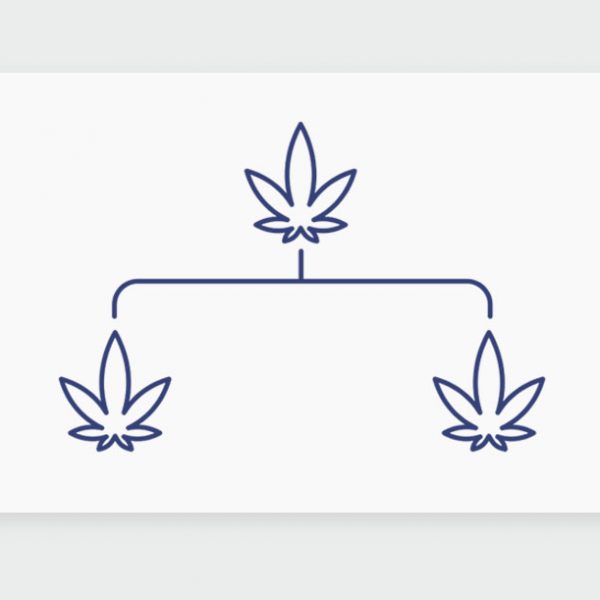 היסטוריית קנאביס: שושלת זן הקנאביס הרפואי צ'רי קראשר