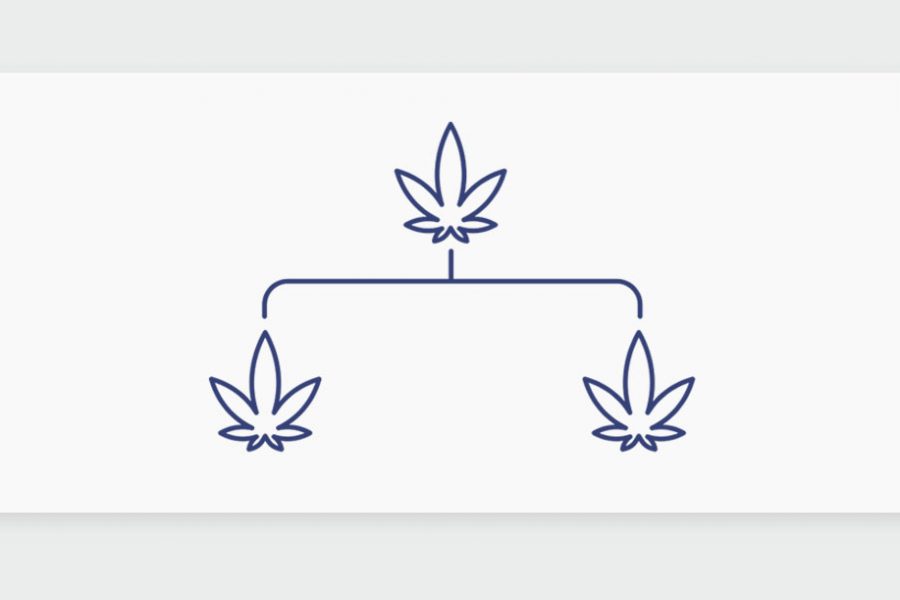 היסטוריית קנאביס: שושלת זן הקנאביס הרפואי צ'רי קראשר