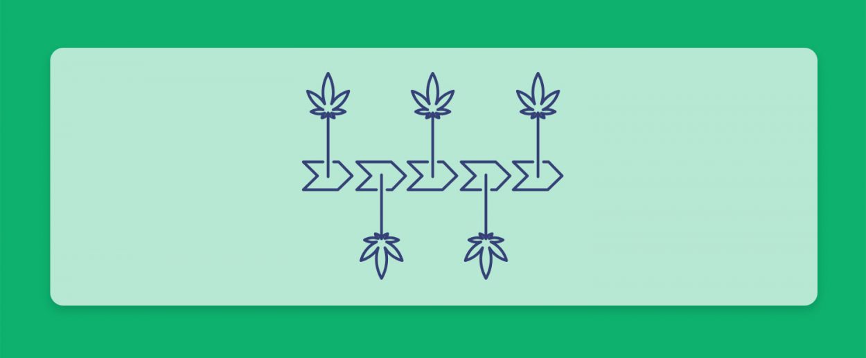 מה זה רצף טיפולי בקנאביס רפואי? חברת שיח מסבירה כיצד היא מקיימת את המושג החשוב