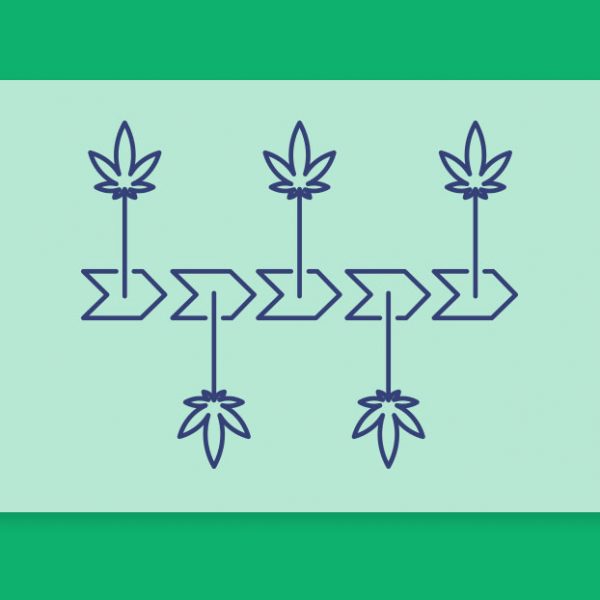 מה זה רצף טיפולי בקנאביס רפואי? חברת שיח מסבירה כיצד היא מקיימת את המושג החשוב