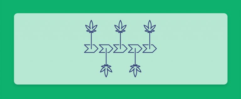 מה זה רצף טיפולי בקנאביס רפואי? חברת שיח מסבירה כיצד היא מקיימת את המושג החשוב