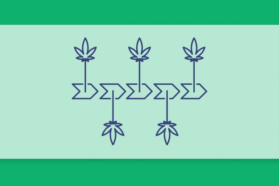 מה זה רצף טיפולי בקנאביס רפואי? חברת שיח מסבירה כיצד היא מקיימת את המושג החשוב