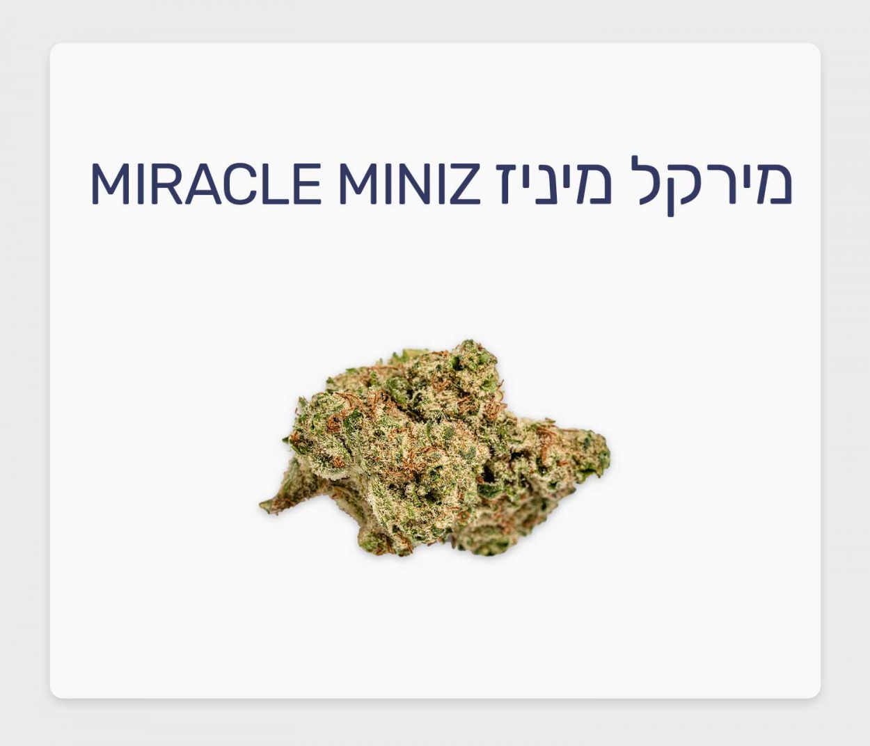 סקירת זן קנאביס רפואי מירקל מיניז – תפרחת T20/C4 היברידי