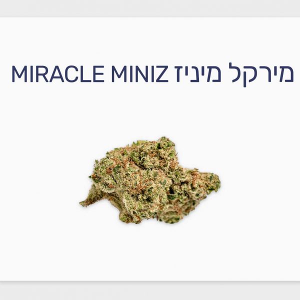 סקירת זן קנאביס רפואי מירקל מיניז – תפרחת T20/C4 היברידי