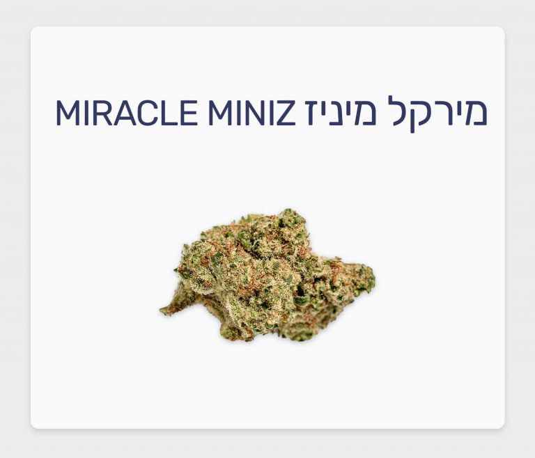 סקירת זן קנאביס רפואי מירקל מיניז – תפרחת T20/C4 היברידי