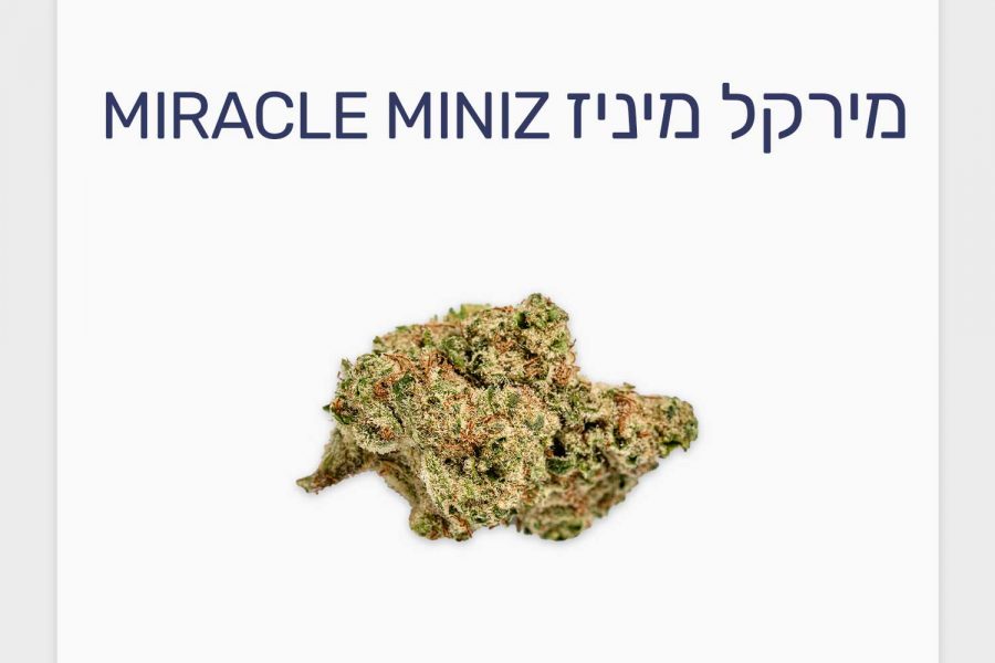 סקירת זן קנאביס רפואי מירקל מיניז – תפרחת T20/C4 היברידי