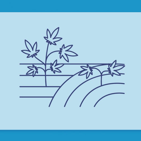 לכבוד חג השבועות: תהליך הקציר של צמח הקנאביס