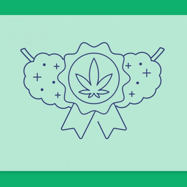 מה זה קנאביס קראפט Craft Cannabis? הדור הבא של קנאביס איכותי