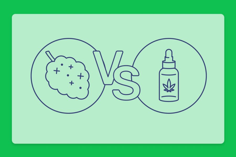 טיפול בשמן או תפרחת? ריאיון עם חברת שיח לכבוד יציאת שמן בלאק החדש