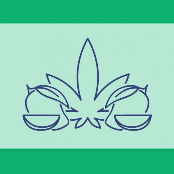 לכבוד יום המנגו הבינלאומי: מה קורה כשמערבבים מנגו וקנאביס?