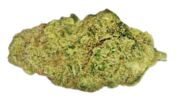 תפרחת אוסלו