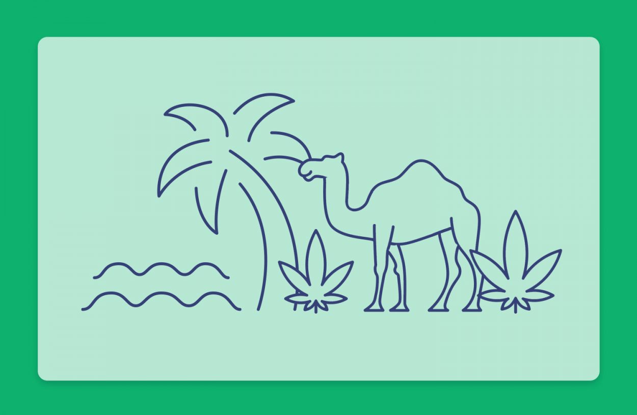 קנאביס באילת: מטופלי קנאביס באילת וכנס הקנאביס הראשון בעיר המדברית