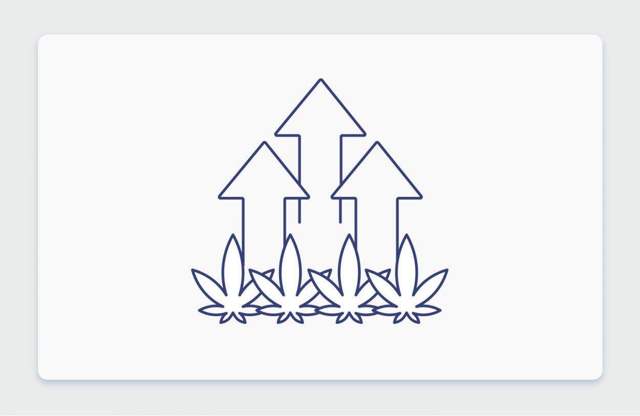 לאן הולך שוק הקנאביס הרפואי בישראל? שוחחנו עם מומחים מהתעשייה בנושא