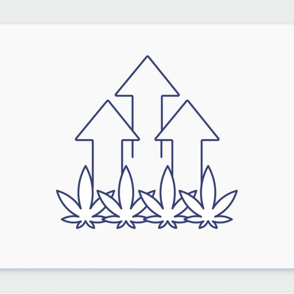 לאן הולך שוק הקנאביס הרפואי בישראל? שוחחנו עם מומחים מהתעשייה בנושא