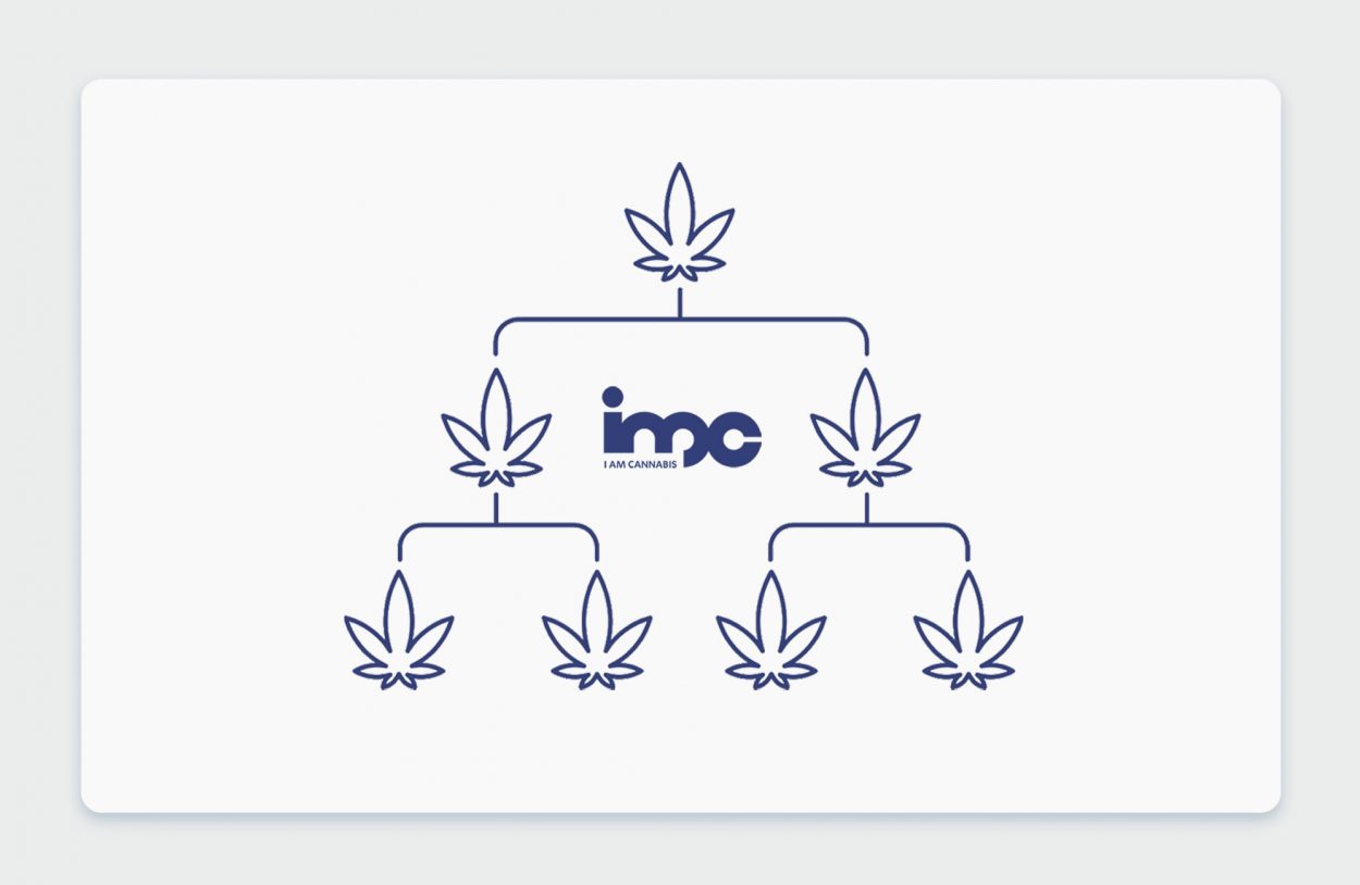 היסטוריית קנאביס: שושלת זן הקנאביס הרפואי דארק הלמט Dark Helmet
