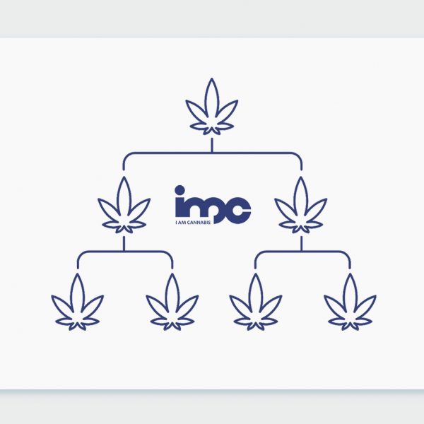 היסטוריית קנאביס: שושלת זן הקנאביס הרפואי דארק הלמט Dark Helmet